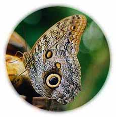 Felinwynt Rainforest Centre, Cardigan, West Wales