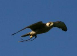 Raptor Foundation, Woodhurst, Cambridgeshire