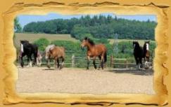 Dorset Heavy Horse Centre