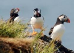 Scottish Seabird Centre