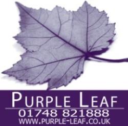 Purple Leaf, Richmond, North Yorkshire