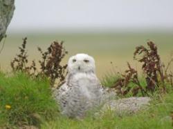 Western Isles Wildlife, Isle of South Uist, Western Isles