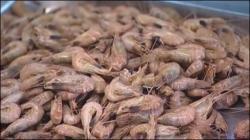 Morecambe Bay Shrimps