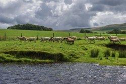 Lancashire Hot Pot