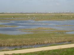 North Kent Marshes