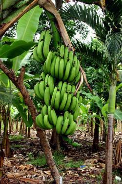 Bananas go on sale in UK for 1st time