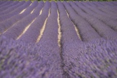 English Lavender