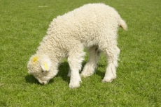 Spring Lamb