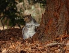 Restful Squirrel