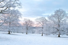 Trees in winter