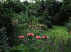 Knoll Gardens, Wimborne, Dorset