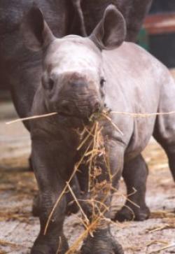 Port Lympne Wild Animal Park