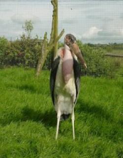 Blackbrook Zoological Park, Leek, Staffordshire