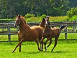 The National Stud, Newmarket, Suffolk