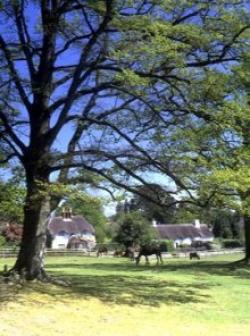 New Forest District Council, Lyndhurst, Hampshire