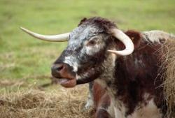 Sherwood Forest Farm Park, Mansfield, Nottinghamshire