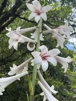 Glenwhan Gardens, Stranraer, Dumfries and Galloway