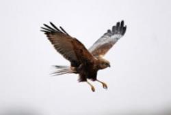 RSPB Minsmere Nature Reserve, Saxmundham, Suffolk