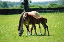 World Horse Welfare, Snetterton, Norfolk