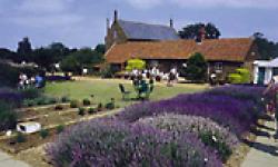 Norfolk Lavender Ltd, Heacham, Norfolk