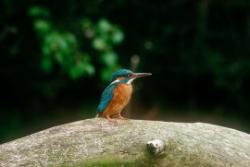 Rye Meads Nature Reserve, Stanstead Abbotts, Hertfordshire