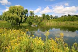 Wind in the Berkshire Willows, Berkshire