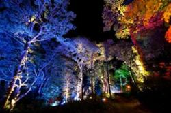 The Enchanted Forest