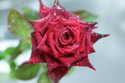 The English Rose