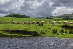 Forest of Bowland