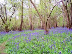 Charnwood Forest