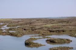 Copt Hall Marshes