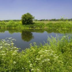 River Meon