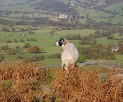 Ilkley Moor