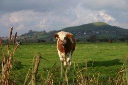 Somerset Levels