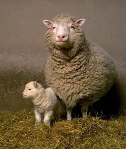 Dolly the Sheep Cloned