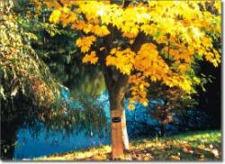 Bodenham Arboretum