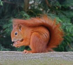 British Wildlife Centre